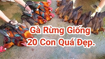 Chuyển Đàn Gà Rừng Giống Sinh Sản 20 Con Về Sơn La Với Khách Hàng.