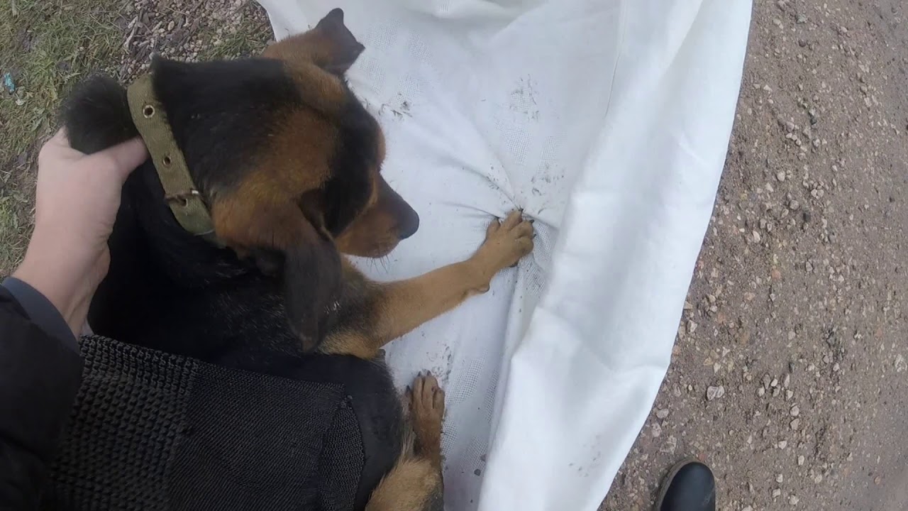 Хутор-мега беременная собака,дтп 28.12.18 - YouTube