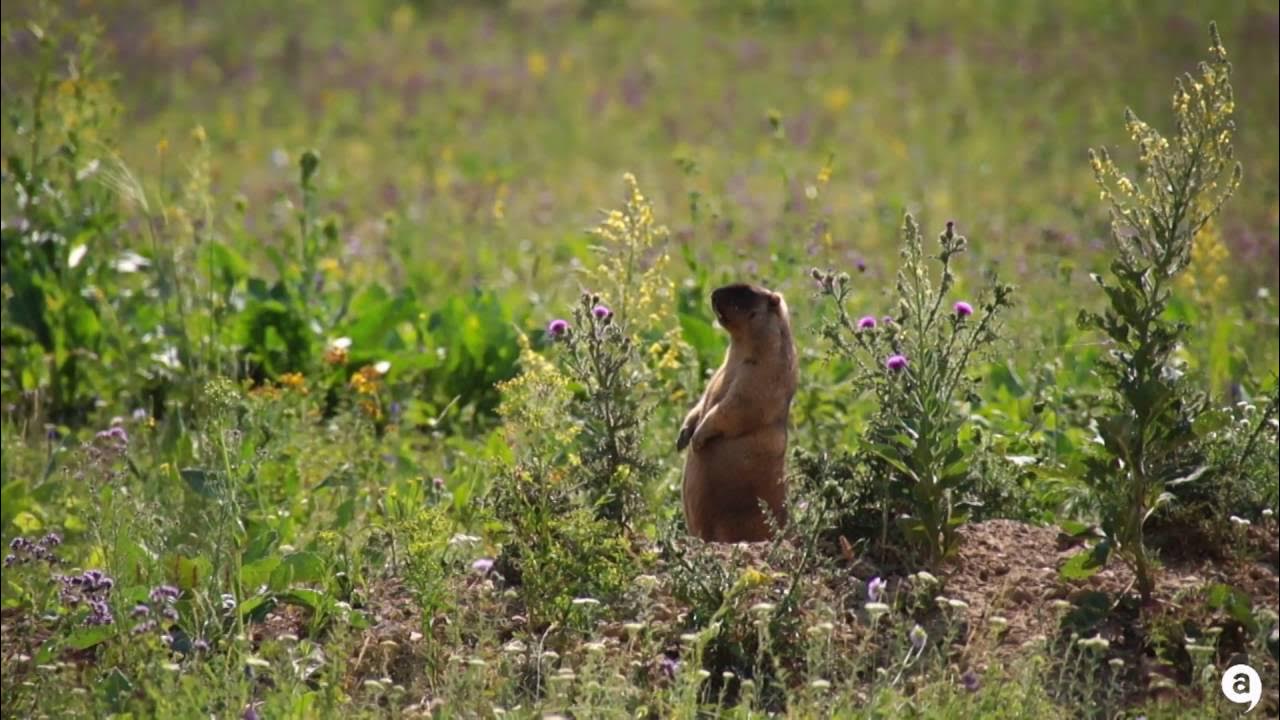 Как кричит байбак видео