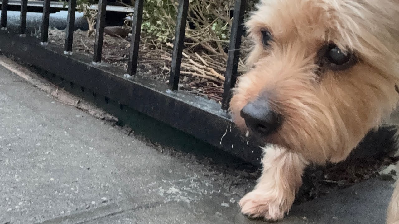 Come with me to walk Clipper - YouTube