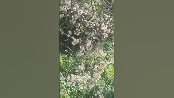 Why is a squirrel chewing on my tree?