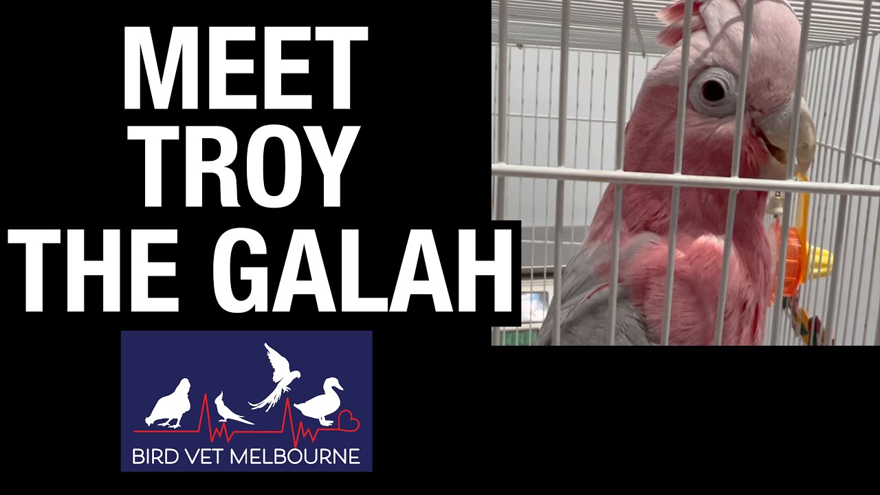 🐦 Galah Parrot at the Melbourne-Bird-Vet
