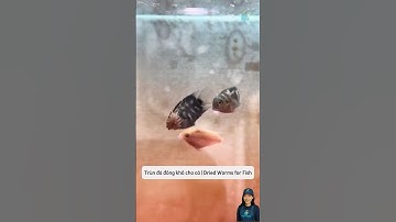 Bí quyết cá phát triển tốt và lên màu đẹp với trùn đỏ khô | Dried Worms for Fish #aquatic #shorts