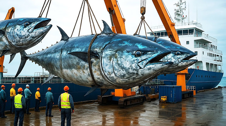 Increíble Captura De Atunes En Europa: Cómo Los Pescadores Atrapan Y Procesan Gigantes Bluefin