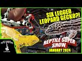 Oddest reptiles at the pomona reptile super show january 2024