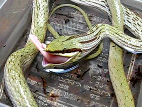 rhino rat snake boulengeri snakes