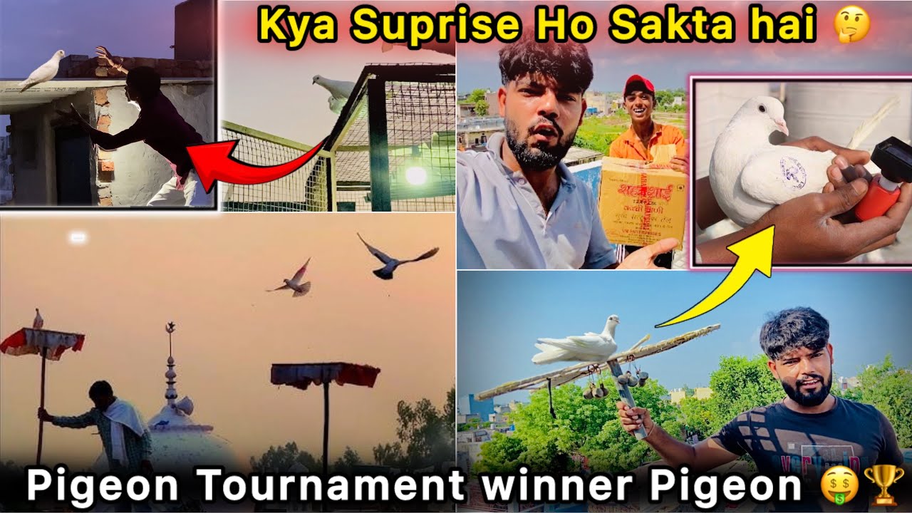 Big Suprise Mila 🤑 || Kabutar Bazi Competition 🏆 || ￼Kitne Sare kabutar aagye 🕊️🤩