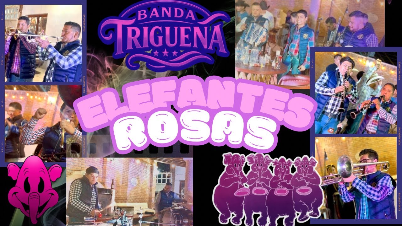 ELEFANTES ROSAS - BANDA TRIGUEÑA de Aguascalientes.  (EN VIVO desde el Ensayo.) 
