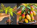 🔴LIVE: 🌿Grow guava and cucumbers at home - best method cultivation