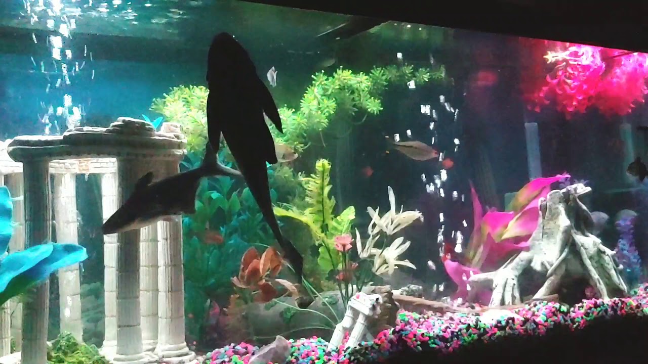 Aquarium with music YouTube