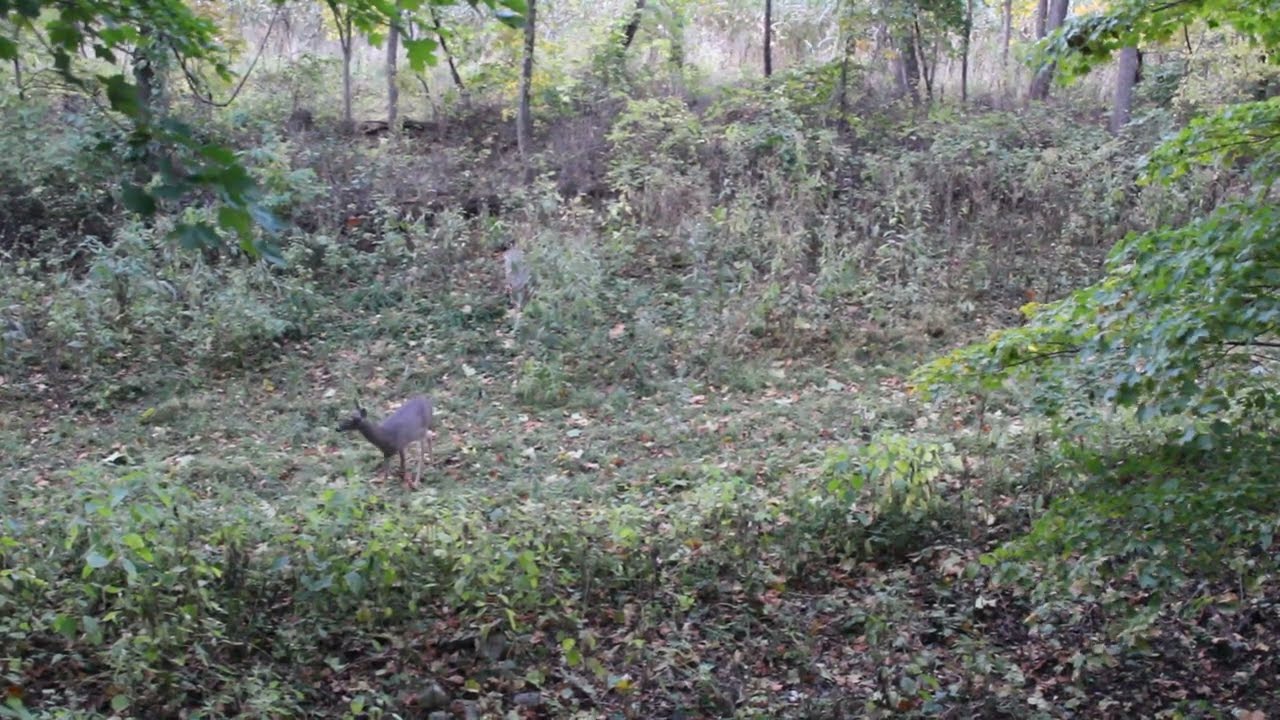 Bow hunting early season Indiana YouTube