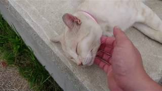 あごを撫でられ悶絶するデブ猫