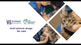 Antiseizure drugs for cats