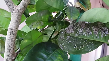 Como acabar com fungos no pé de laranja?