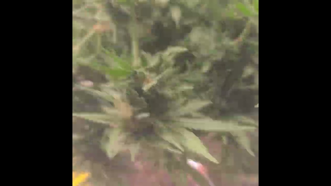 SuperSkunk #1 showing strong Afgan pheno education Harvest day from I 💙 Growing Marijuana Seed Bank