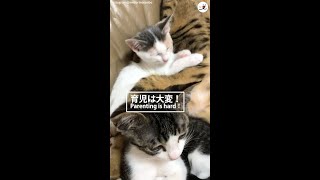 子守りを頑張りすぎて先輩ネコがぐで〜ん。力が抜けた無防備な寝姿に、にんまり(*´ω`*)♪