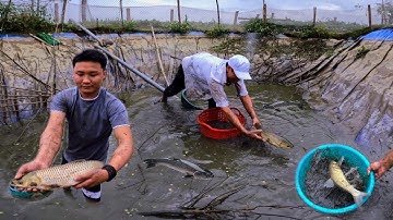 Máy Cạn Ao Sửa Lại Bạt Không Ngờ Thấy Nhiều Cá To Đến Vậy / Quế Nghịch