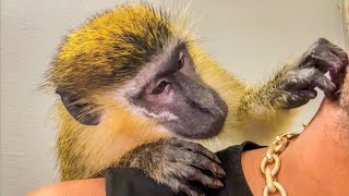 ASMR monkey Primal Stimulation Grooming Cleaning Manicure