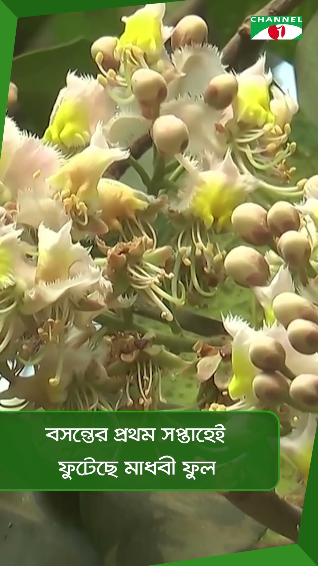 বসন্তের প্রথম সপ্তাহেই ফুটেছে মাধবী ফুল|| Channel i News