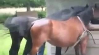 Mating Horses Mating ~ How A Male Horse React With Virgin Mare Mating Horses Mating ~ How A Male Horse React With Virgin Mare