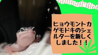 ヒョウモントカゲモドキの為に新しくシェルターを購入しました！！