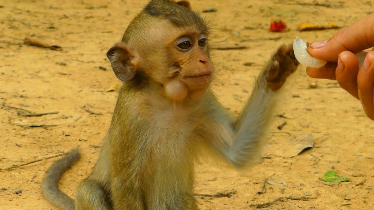 Orphan tiny monkey Brandy getting fruit from cameraman, He always got food from cameraman everyday