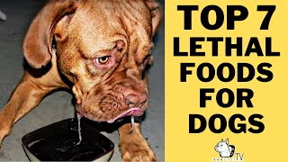 Top 7 dangerous/toxic foods Your Dog Should NOT Eat! Many of them are Lethal for dogs!