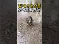 비에 젖은 올빼미, 눈빛 하나로 말했습니다 A Soaked Owl Said Everything with Its Eyes #올빼미구조 #동물구조 #감동스토리 #owlrescue