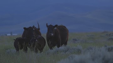 Angus VNR: Value-added genetics defined