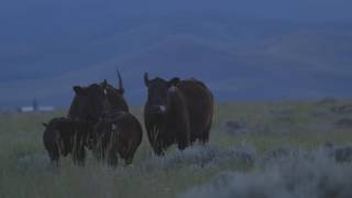 Angus VNR: Value-added genetics defined