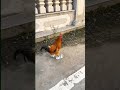 Rooster Funny ديك مرح ديك لابس كوتشى 