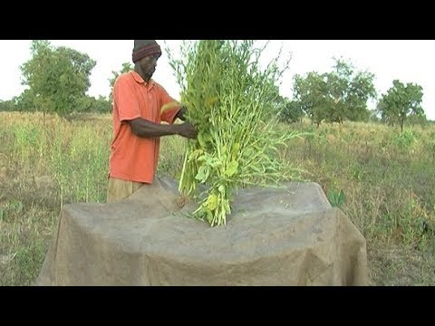 Harvesting and storing sesame (Summary)