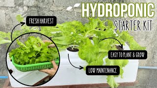 Hydroponic Starter Kit for Beginners