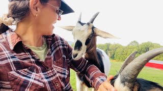 Raising Goats is Fun and Diligent Farm Job. Carmela is Well Now