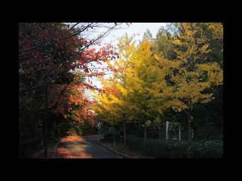 悲しい酒（Chromatic harmonica）