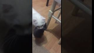 Мама прячет котят | Шотландская вислоухая кошка Нани Мама прячет котят | Шотландская вислоухая кошка Нани