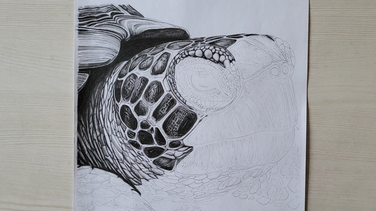 Shadding Sea Turtle Hyper Realistic Turtle Face Shading | Pencil Sketch Live Part 4 - YouTube