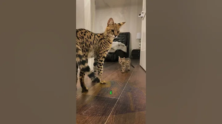 Video 9557091: mainecoon bengal, savannah bengal, gato savannah