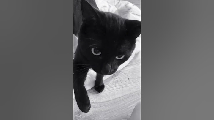 Черный и белый (black and white) кот пушистик злой