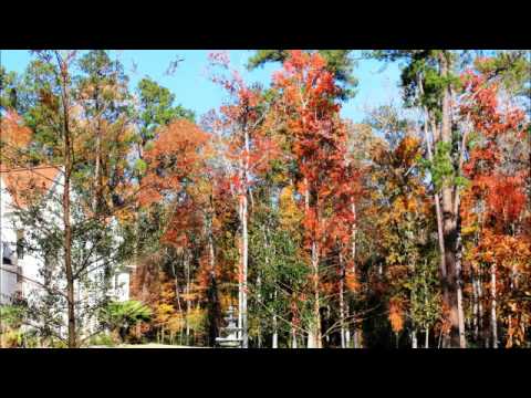 Vallagena - Dolchut ভাল্লাগেনা - দলছুট