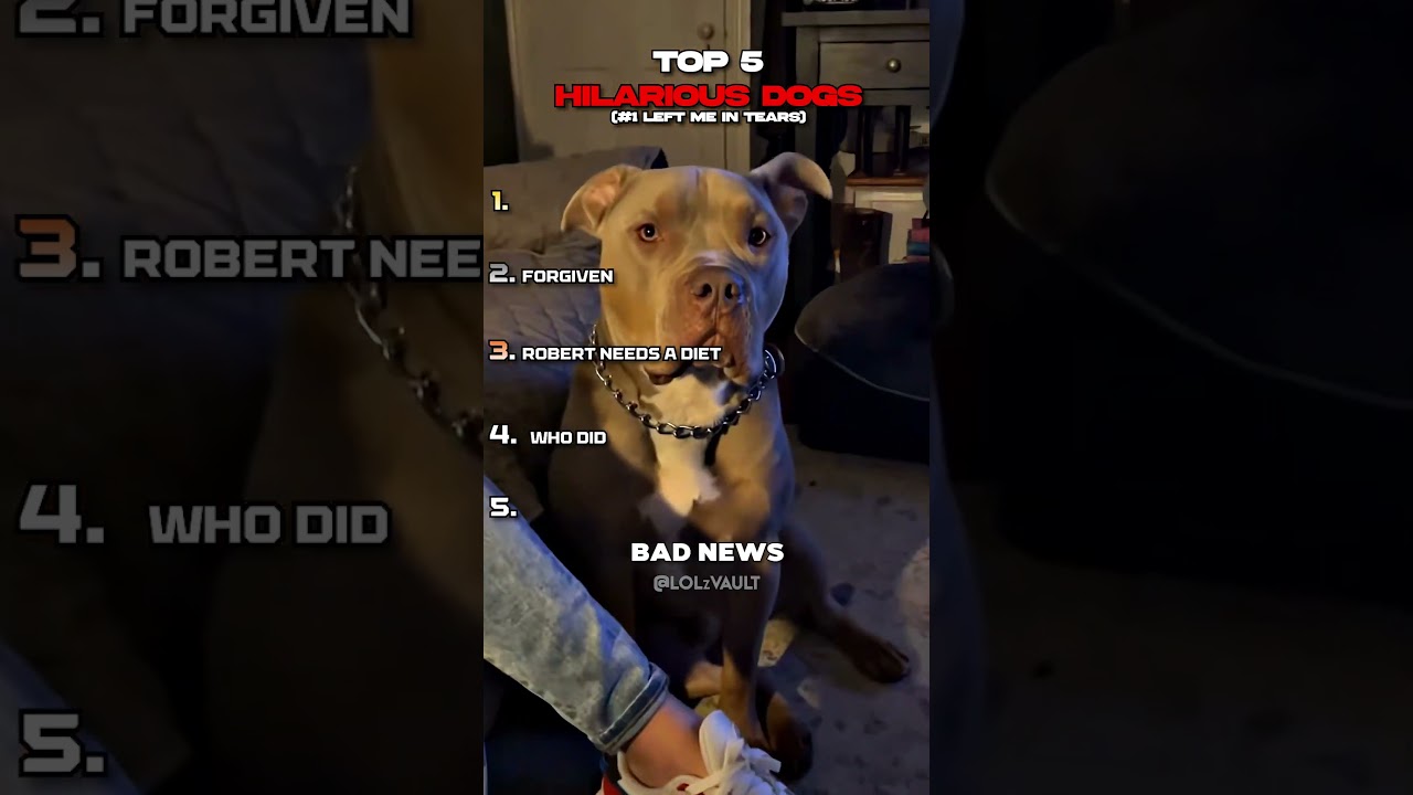 Ranking the Most Hilarious Dogs 