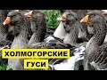 Разведение Холмогорских гусей как бизнес идея | Холмогорские гуси