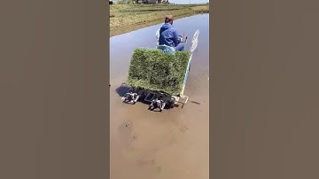 Rice planting machine. subscribe 👇#shorts #amzing