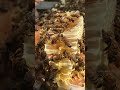 Nectar of rubber tree #beekeeper #beekeeping #bee #shorts