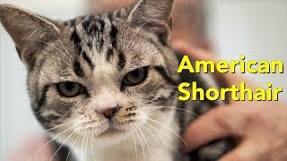 The American Shorthair at at TICA Cat Show by Pet Greatness 6,434 views 6 years ago 1 minute, 44 seconds