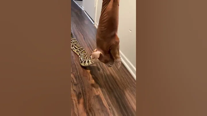 Rocky My GIANT Python Having Piggy Dinner! 🐷🐍 #reptilefeeding #python #pets