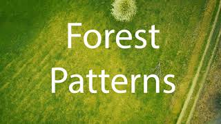Forest Patterns