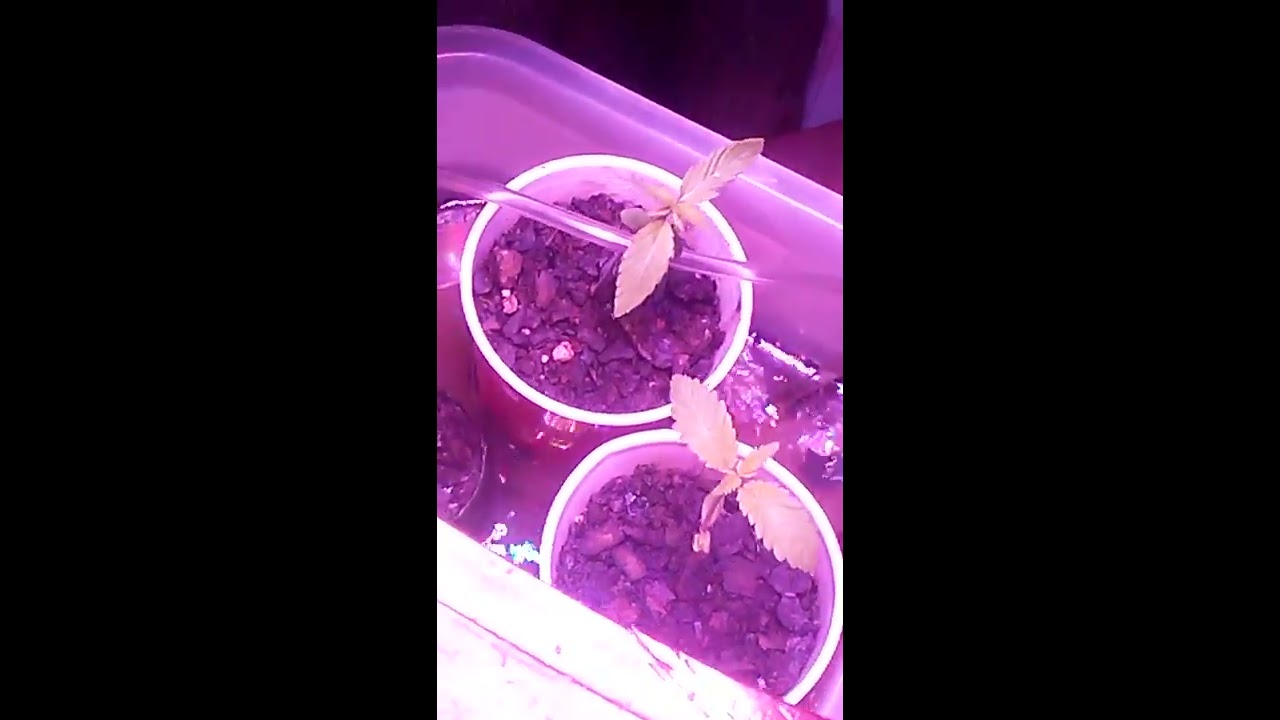 Good Review Seed Supreme.. 10.20.18 drop Girl Scoutt 🍪