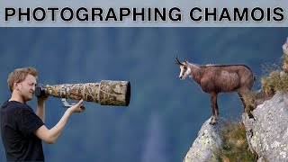 How I photographed the Chamois in France - Tipps for wildlife photography