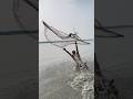 Amazing net fishing 🕸️ #shorts #fishing #fishingvideo #fishinglife #bigfish #funny